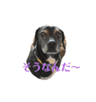 コーギーカーディガンコーギーミックス犬（個別スタンプ：5）
