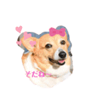 コーギーカーディガンコーギーミックス犬（個別スタンプ：6）