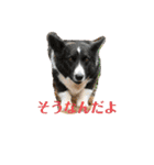 コーギーカーディガンコーギーミックス犬（個別スタンプ：7）