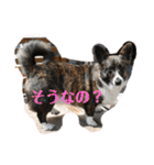 コーギーカーディガンコーギーミックス犬（個別スタンプ：8）
