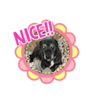 コーギーカーディガンコーギーミックス犬（個別スタンプ：9）