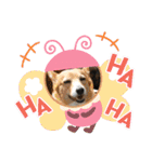 コーギーカーディガンコーギーミックス犬（個別スタンプ：10）
