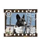 コーギーカーディガンコーギーミックス犬（個別スタンプ：11）