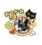 コーギーカーディガンコーギーミックス犬（個別スタンプ：15）