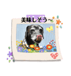 コーギーカーディガンコーギーミックス犬（個別スタンプ：21）