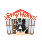 コーギーカーディガンコーギーミックス犬（個別スタンプ：23）