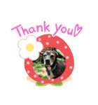 コーギーカーディガンコーギーミックス犬（個別スタンプ：25）