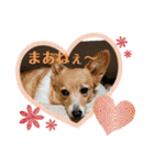 コーギーカーディガンコーギーミックス犬（個別スタンプ：26）
