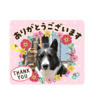 コーギーカーディガンコーギーミックス犬（個別スタンプ：27）