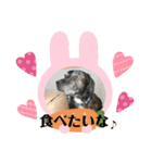 コーギーカーディガンコーギーミックス犬（個別スタンプ：29）