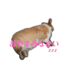 コーギーカーディガンコーギーミックス犬（個別スタンプ：30）