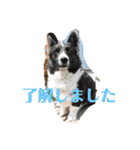 コーギーカーディガンコーギーミックス犬（個別スタンプ：31）