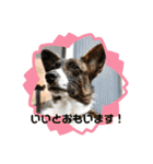 コーギーカーディガンコーギーミックス犬（個別スタンプ：32）