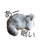 我が家の猫と犬と本音（個別スタンプ：3）