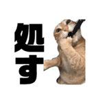 我が家の猫と犬と本音（個別スタンプ：4）