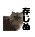 我が家の猫と犬と本音（個別スタンプ：6）