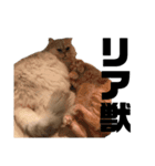 我が家の猫と犬と本音（個別スタンプ：7）