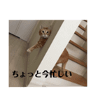 我が家の猫と犬と本音（個別スタンプ：8）