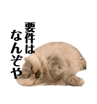 我が家の猫と犬と本音（個別スタンプ：10）