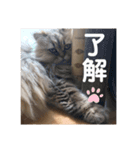 我が家の猫と犬と本音（個別スタンプ：11）