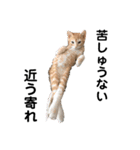 我が家の猫と犬と本音（個別スタンプ：12）