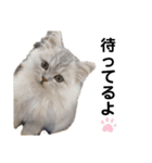 我が家の猫と犬と本音（個別スタンプ：13）