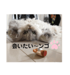 我が家の猫と犬と本音（個別スタンプ：14）