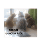 我が家の猫と犬と本音（個別スタンプ：15）