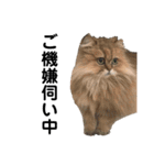 我が家の猫と犬と本音（個別スタンプ：16）