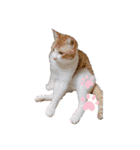 白蛙のぺっとすたんぷ（個別スタンプ：1）