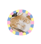 白蛙のぺっとすたんぷ（個別スタンプ：6）