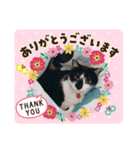 白蛙のぺっとすたんぷ（個別スタンプ：12）