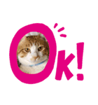 白蛙のぺっとすたんぷ（個別スタンプ：14）