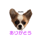たもきちスタンプ（個別スタンプ：4）