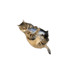 だるい猫ディディ（個別スタンプ：1）