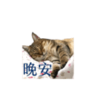 だるい猫ディディ（個別スタンプ：3）