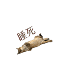 だるい猫ディディ（個別スタンプ：4）
