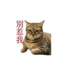 だるい猫ディディ（個別スタンプ：5）