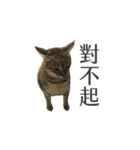 だるい猫ディディ（個別スタンプ：6）