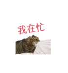 だるい猫ディディ（個別スタンプ：7）