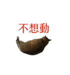 だるい猫ディディ（個別スタンプ：8）