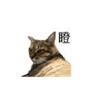 だるい猫ディディ（個別スタンプ：9）