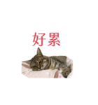 だるい猫ディディ（個別スタンプ：10）