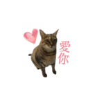 だるい猫ディディ（個別スタンプ：11）
