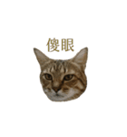 だるい猫ディディ（個別スタンプ：12）