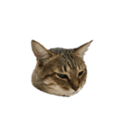 だるい猫ディディ（個別スタンプ：13）