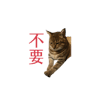 だるい猫ディディ（個別スタンプ：14）