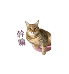 だるい猫ディディ（個別スタンプ：15）