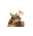 だるい猫ディディ（個別スタンプ：16）