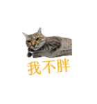 だるい猫ディディ（個別スタンプ：17）